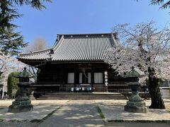 寛永寺。こちらも桜が満開です。
