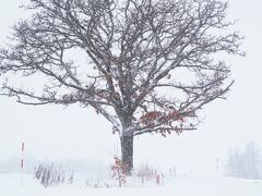 セブンスターの木も、冬は枝が寒そうだ。