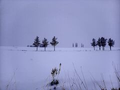 雪の中スマホの方がはっきり撮れる！
手前の木ではなく奥にかすかにあるそれ。

以前は一列になって絶景だったみたい。
