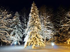 雪の重みで枝が下向きクリスマスツリー