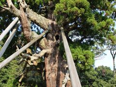 玉若酢命神社
八百杉=樹齢約2,000年，樹高38mの巨木は、とても存在感がありました。