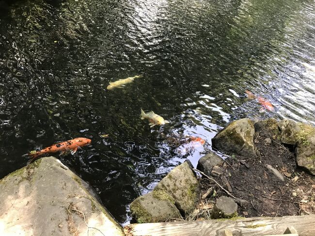 錦鯉もいるんですね