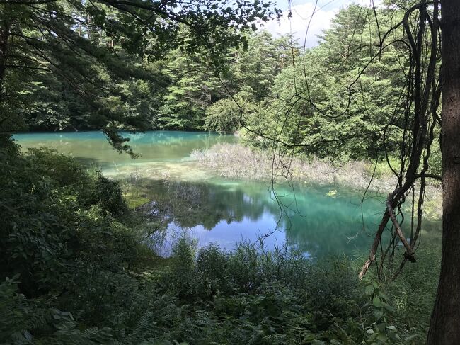 青沼、波も立たず静まりかえって神秘的な雰囲気です
