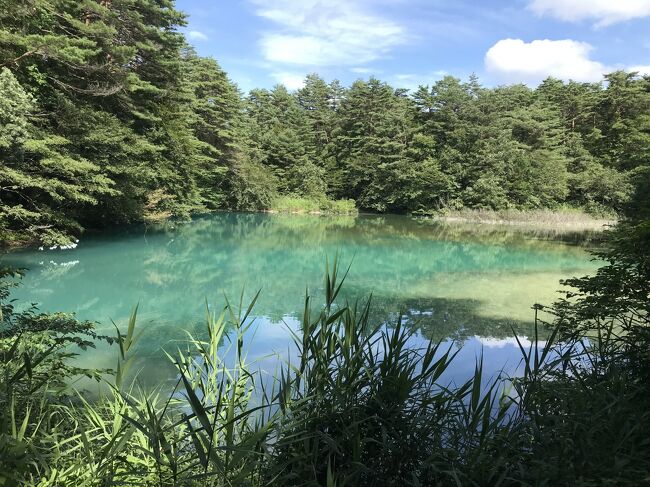 青沼、水辺の木々は下のほうの葉が沼の成分により白くなっています。水位もかなり変動するのでしょうか