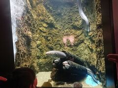 仙台うみの杜水族館。
チンアナゴと見つめあう四女。