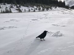 周りは雪と氷だけの場所なので一羽だけでなんだか心配になりますが、観光バスが停まることがあるから何かもらえることもあるのかな…