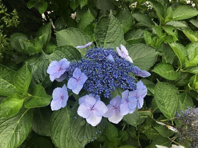 宿の周囲には、アジサイやギボウシが青い花をたくさん咲かせていました。<br /><br />つづく・・・