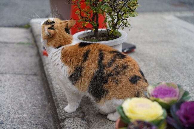 六条通に出ると、猫に出会った。人懐っこい猫で、擦り寄って来る。しばらく、その猫に付き合ってしまった。その後、再び五条通を渡り、伝統的な町屋や丹波亀山藩の屋敷跡などを観ながら歩を進める。