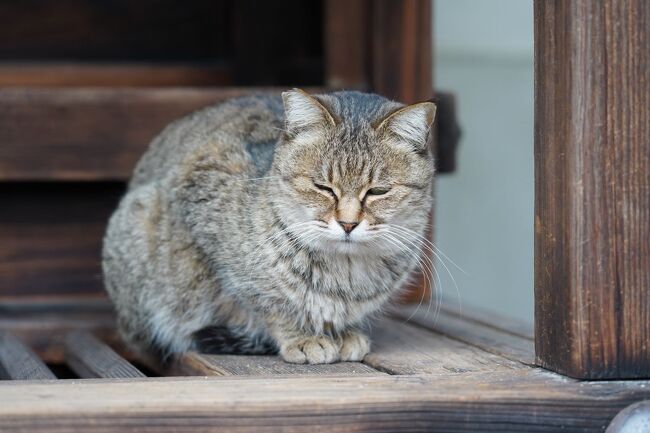 その南側に、菅大臣神社がある。そこは菅家の邸宅があった場所で、菅原道真が生まれた場所と云われている。産湯の井戸が残されているとあったが、分からなかった。境内を歩いていると、視線を感じた。その方向を観ると、摂社の賽銭箱の上に、ちょこんと猫が佇んでいた。