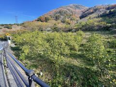 レモン谷を走りました