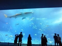 沖縄美ら海水族館