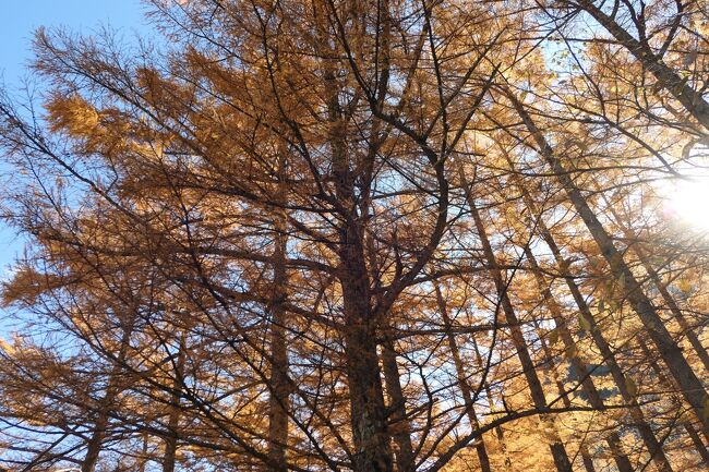 上高地　美しい小梨平♪