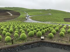 コキアの丘が見たかったのでひたち海浜公園へ