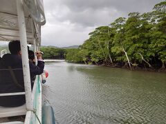 マングローブが群生する場所まで仲間川を登ります。