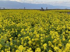 令和3（2021）2月10日水曜日

〝第1なぎさ公園菜の花畑〟。