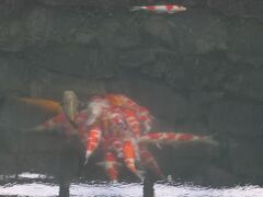 この日はとても寒く
鯉が固まっていました
