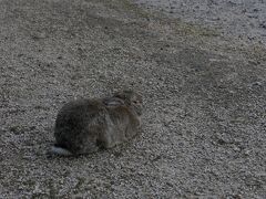 探していたお目当ての子ウサギには会えず
日が暮れる