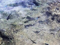 熱帯魚の家とは岩場の潮だまりです。