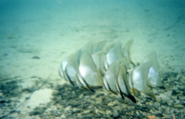 ツバメウオの幼魚。