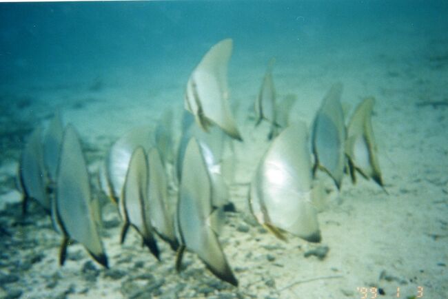 ツバメウオの幼魚の行進。