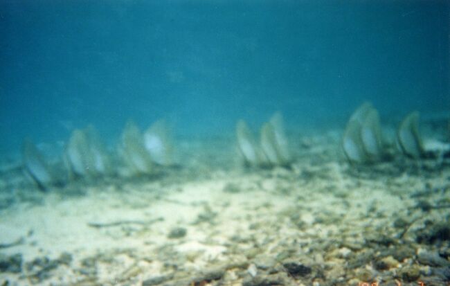 泳ぎ去っていきました。PPR前のビーチにはいろんな魚がいました。