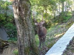 ホテルにチェックインし、街に出ようとしたら物音が…
鹿が角砥していた
お互いびっくり