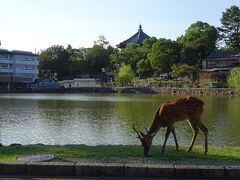 猿沢池のほとりには鹿がたくさん
奈良公園の鹿よりおとなしめかも