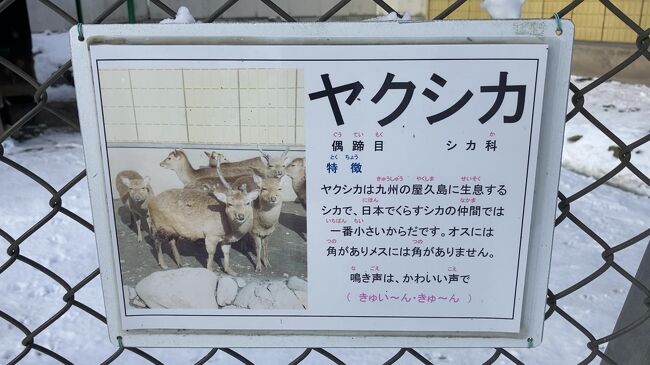函館公園のヤクシカです。<br />ヤクシカの説明です。