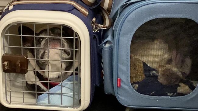 2021年1月6日<br />帰りは、函館-新函館北斗-大宮-国立駅へと<br />電車乗車中の２人<br />1人290円　×　２　＝　５８０円<br />ゲージに入れられ、かなり不満そうです。