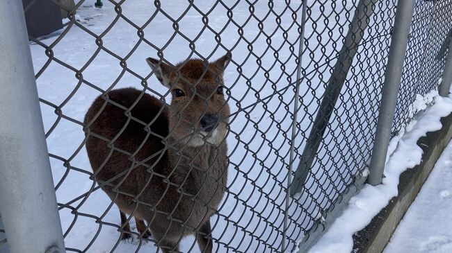 このつぶらな瞳が大好きです。
