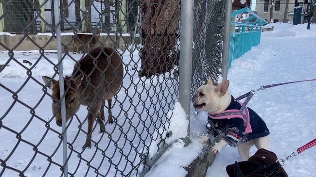 うちの子とも遊んでくれます。