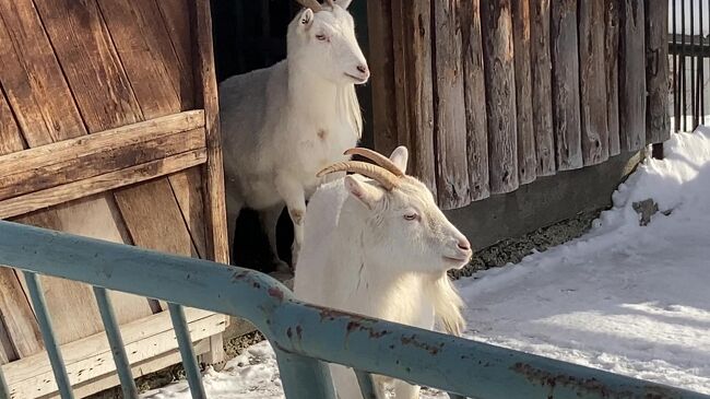 やぎさんもいます。