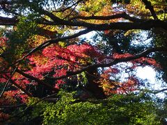 ちょうど梅林の脇あたりですね。ここ。
これは11月12日頃の写真。
斜面なので日なたと日陰の差ががモミジ林にもろに影響しているようで、朱色に発色しているものから青々とした樹まで多種多彩の状態で紅葉が10日くらい続くのがここの特徴。