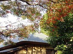 かろうじて、武居家にだけ、1本モミジガ植えられている。ただ、隣の侍の杜にも、大きなモミジの樹が1本ある。11月12日撮影。