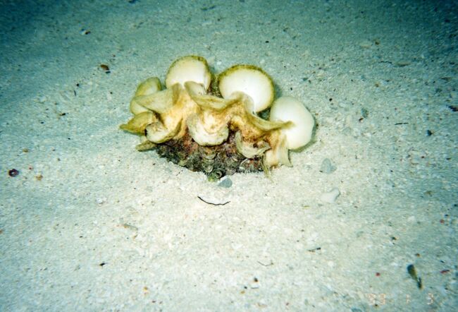 小振りなシャコガイ。ヒレジャコ？多分、よそから持ってきた。