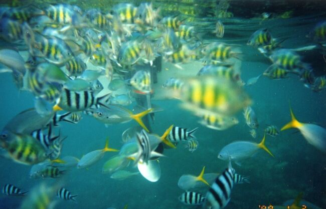 一寸餌をまくとスズメダイなどが集まってきます。