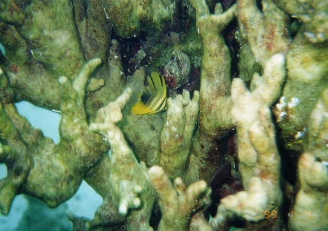 サンゴの枝の間に黄色の魚。