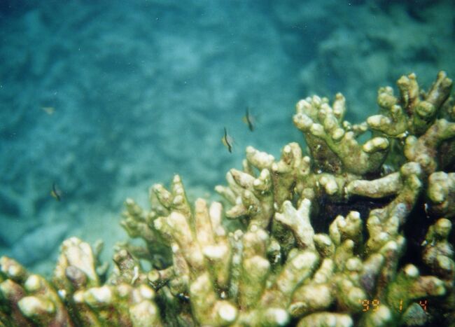 小さいですが、マンジュウイシモチ。ダイバーには結構人気の魚です。