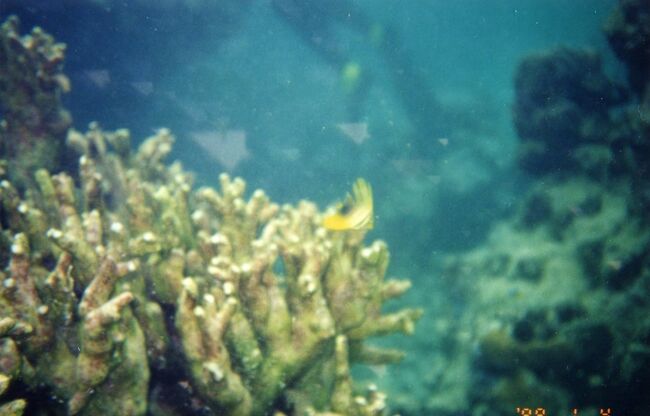 サンゴの中から出てきました。