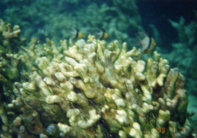 同じくマンジュウイシモチ。多少は大きい？