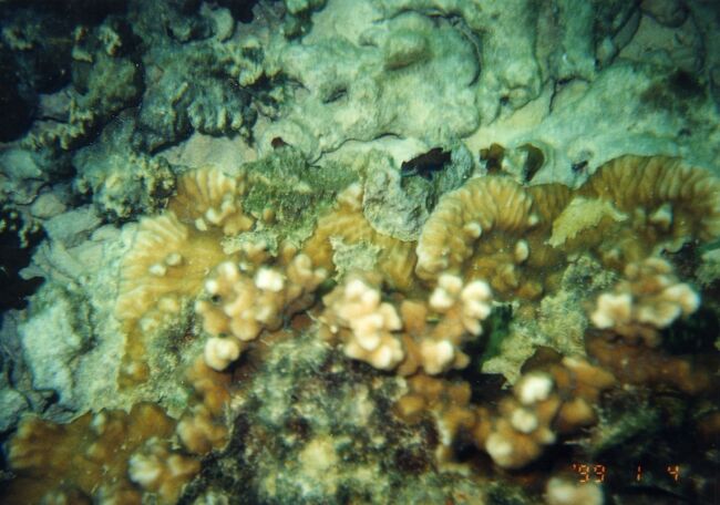 小さいですがニシキテグリ。