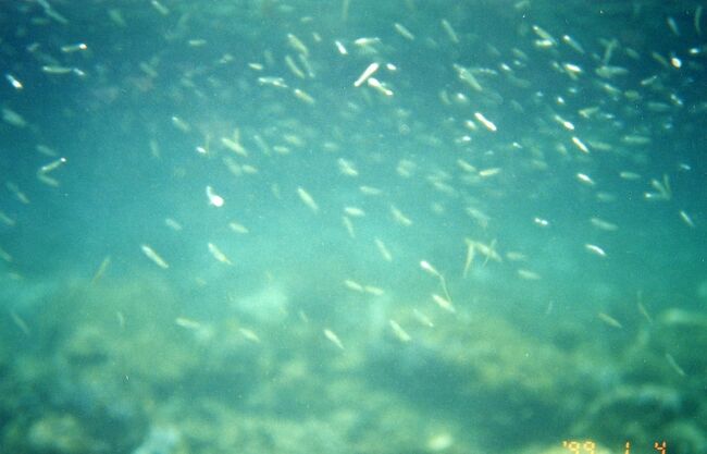 これはイワシ？