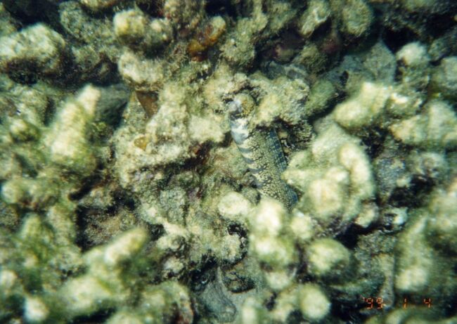 カエルウオ。出てきました。