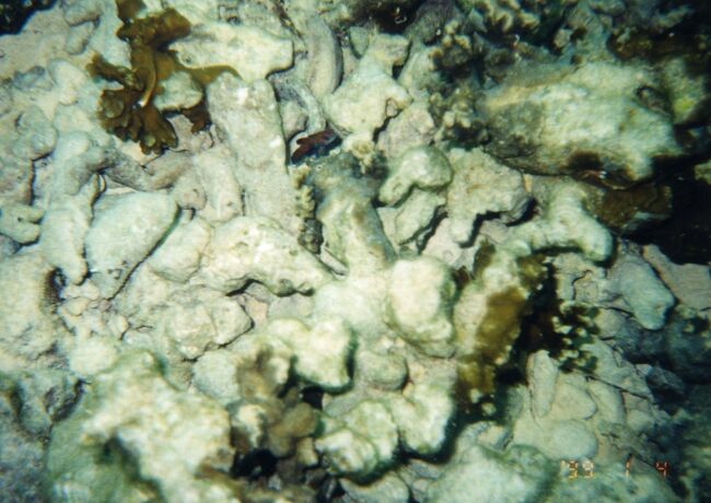 同じくニシキテグリ。