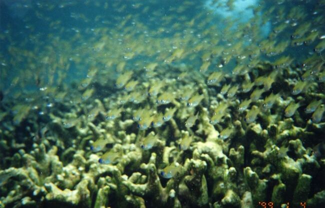 テンジクダイ？大群です。