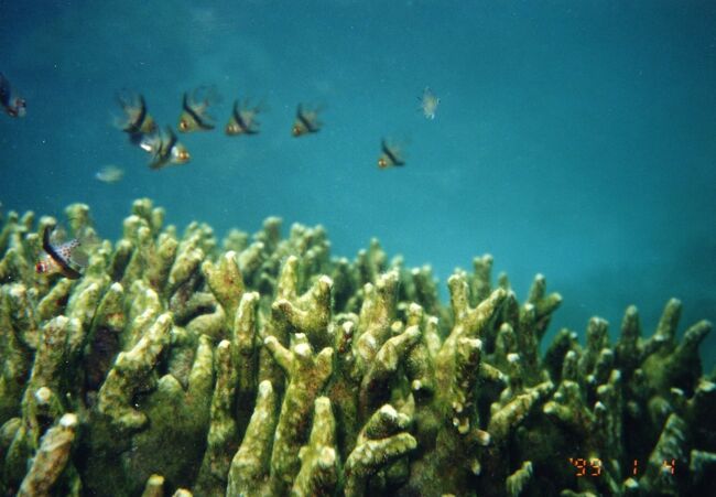 マンジュウイシモチの隊列。