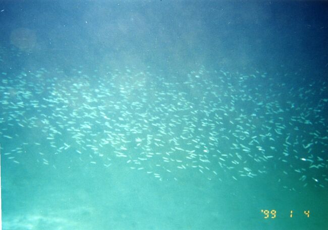 小魚の大群。