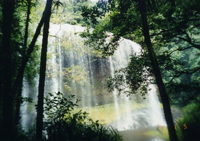 木々の間から滝が見えます。