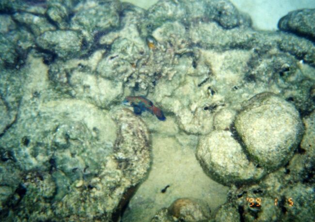 ニシキテグリ。