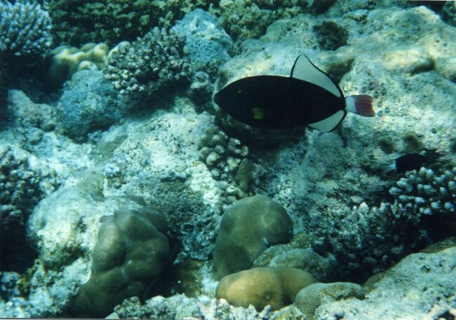 モンガラカワハギの仲間？